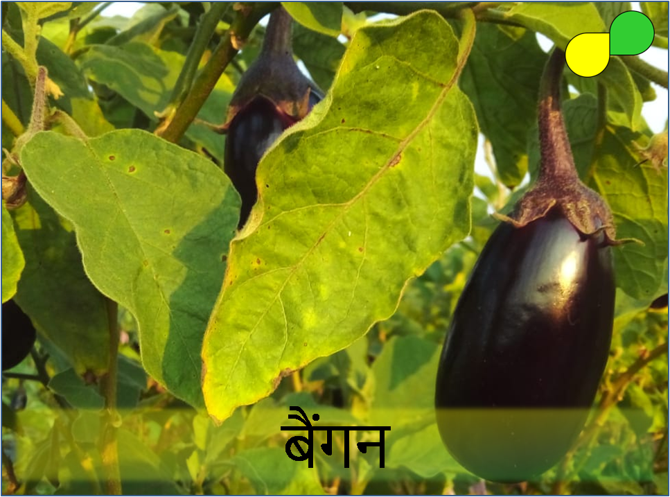 Brinjal (बैंगन)