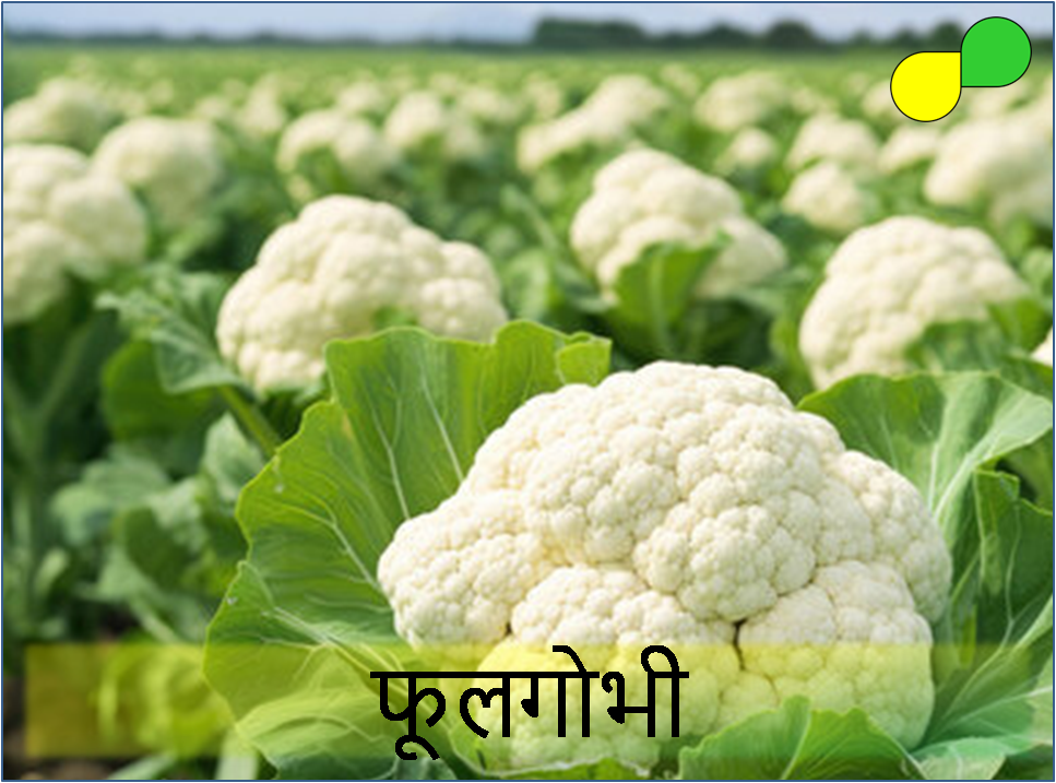 Cauliflower (फूलगोभी)