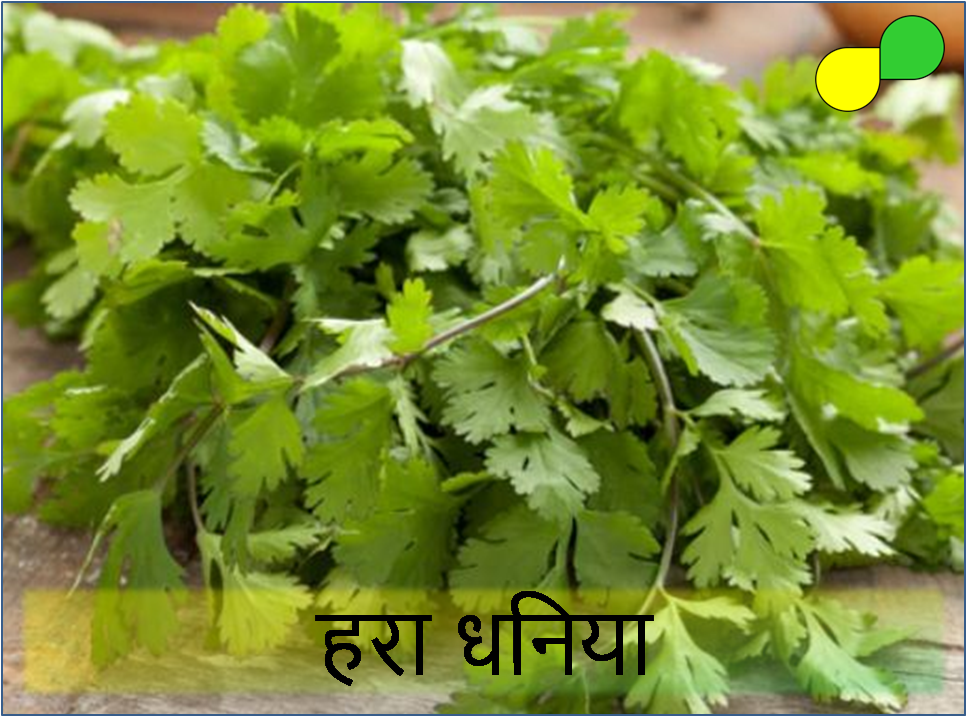 Coriander Leaf (हरा धनिया)