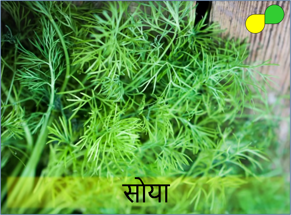 Dill (सोया)