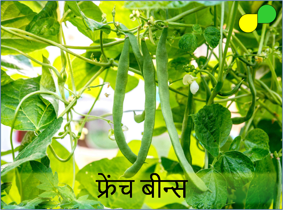 French Beans (फ्रेंच बीन्स)