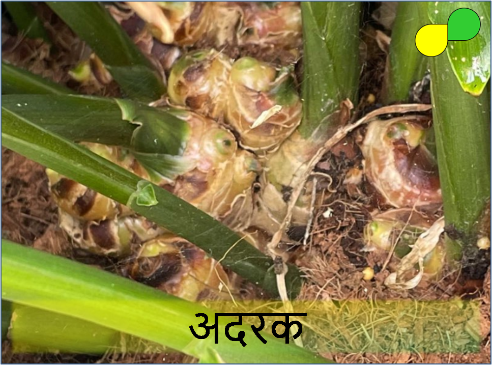 Ginger (अदरक)