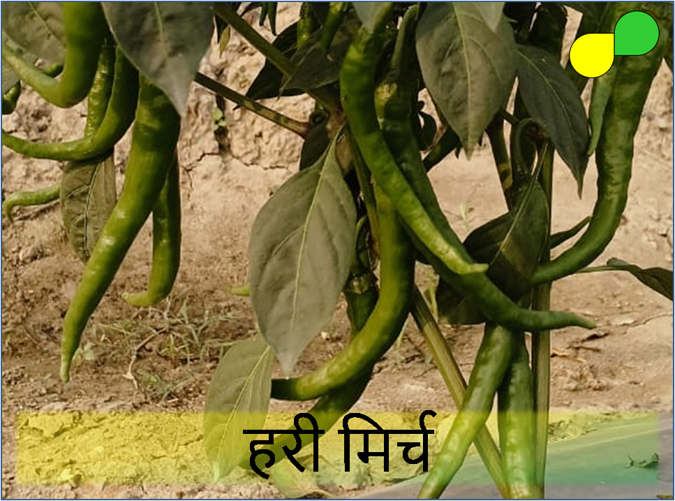 Green Chilli (हरी मिर्च)
