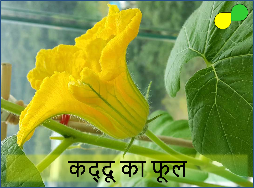 Pumpkin Flower (कद्दू का फूल)