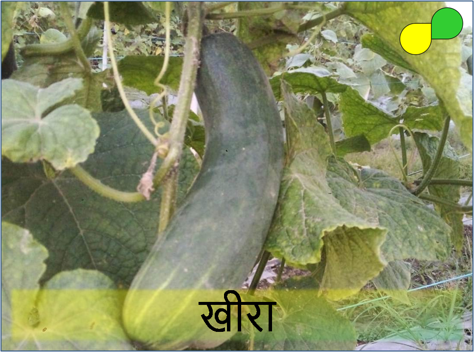 Cucumber (खीरा)
