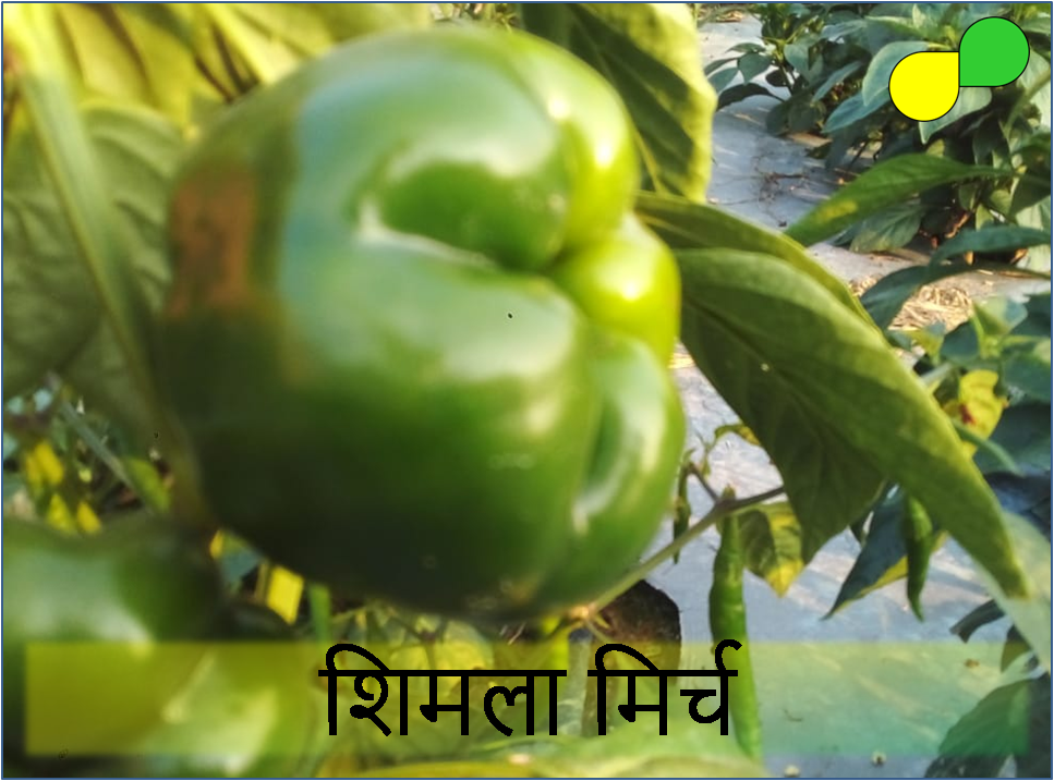 Green Capsicum (शिमला मिर्च)