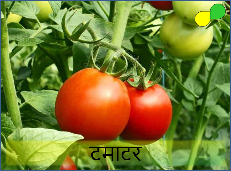 Tomato (टमाटर)